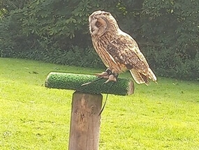 Customer Photo of Birds of Prey Staffordshire
